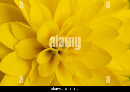 Gros plan des pétales de fleurs de chrysanthème jaune Banque D'Images