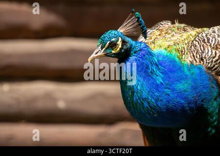 Oiseau de paon coloré à plumes, regardant la caméra. Banque D'Images