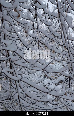 Branches enneigées arbre dans la forêt. Paysage hivernal Banque D'Images