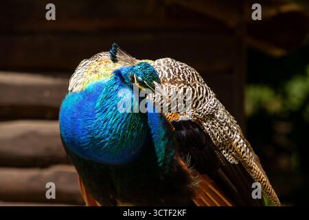 Oiseau de paon coloré à plumes, regardant la caméra. Banque D'Images
