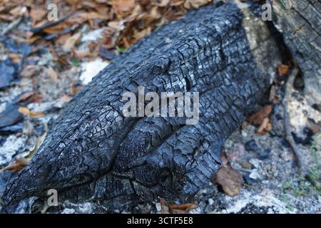 Bûche noircie dans les feuilles jaunes d'automne. Banque D'Images