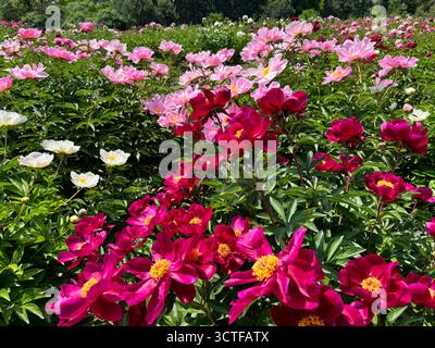 Fleurs de pivoines dans le jardin de printemps Banque D'Images