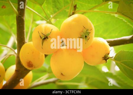 Fruit de crabère jaune lumineux Golden Hornet Malus suspendu à une branche parmi les feuilles vert vif, illuminé par le soleil d'automne chaud Banque D'Images