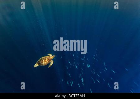 Tortue verte Chelonia mydas aussi tortue noire (de mer) ou tortue verte du Pacifique, tortue marine chez Cheloniidae. Adulte énorme tortue nageant sous le bleu Banque D'Images