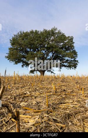 un chêne haut solitaire avec feuillage vert dans un champ après la récolte du maïs, vieux chêne contre le ciel bleu dans un champ avec chaume de maïs dans la mer d'automne Banque D'Images