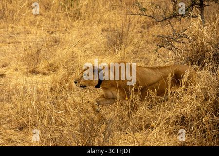 Lionne à collier (Panthera leo) marchant bas à travers l'herbe de savane sèche dans le cadre d'un projet de recherche dans le parc national de Tarangire, en Tanzanie Banque D'Images