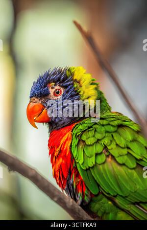 Vibrant Rainbow Lorikeet Parrot avec plumage multicolore perché sur une branche dans la lumière naturelle Banque D'Images