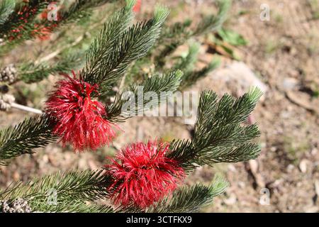 Broussailles à un côté (Calothamnus quadrifidus) en fleur, Australie méridionale Banque D'Images