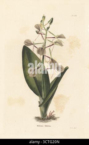 Orchidée large brune, lamelle à feuilles de lys, lamelle large ou dorée mauve, Liparis liliifolia (Malaxis lilfolia). Originaire de l'est du Canada et des États-Unis. Gravure sur cuivre colorée à la main par George Cooke du cabinet Botanical de Conrad Loddiges, Londres, 1818. Banque D'Images