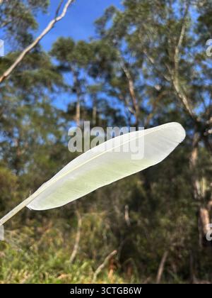 Plume de hangar d'un cacatoès à crête jaune (Cacatua galerita), parc national de Lane Cove, Sydney, Nouvelle-Galles du Sud, Australie Banque D'Images