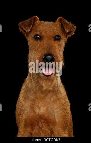 Portrait d'un chien irlandais Terrier isolé sur fond noir Banque D'Images