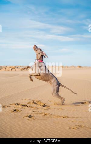 Élégant chien Weimaraner sautant vers le haut dans un saut puissant sur une plage de sable texturée contre un ciel bleu vif par une journée ensoleillée Banque D'Images