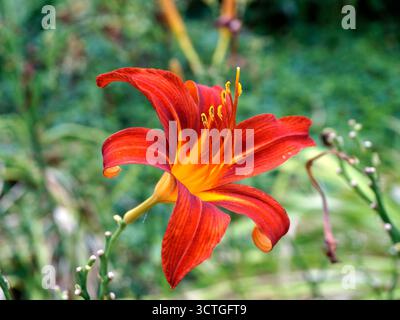 Gros plan d'un lys orange (Hemerocallis fulva) poussant dans un jardin Banque D'Images