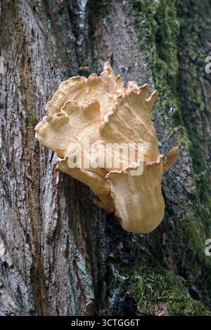 Gros plan de la plate-forme de soufre feuillus de l'Ouest ou du champignon poulet des bois (Laetiporus gilbertsonii) poussant sur un arbre, Colombie-Britannique Banque D'Images