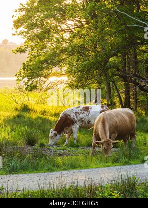 Deux vaches paissent calmement sur de l'herbe verte à côté d'un lac pittoresque en Suède pendant l'été. La lumière du soleil filtre à travers les arbres, créant un seren Banque D'Images