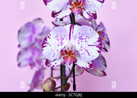 Gros plan de fleurs violettes et blanches multicolores de l'orchidée 'Phalaenopsis Magic Art' sur fond rose Banque D'Images