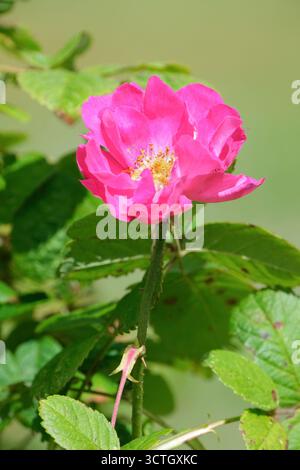 Rosa Portlandica, rose Portland, fleurs rouges cerises simples à semi-doubles avec des taches blanches occasionnelles au centre, Banque D'Images