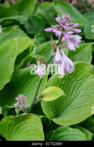 Somme et substance de Hosta, somme et substance de lis plantain, feuilles en forme de coeur, racèmes de lilas pâle, fleurs en forme de cloche Banque D'Images