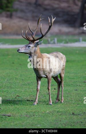 Kapitaler Rothirsch Cervus elaphus, Brandebourg, Deutschland mcpins *** cerf rouge majuscule Cervus elaphus, Brandebourg, Allemagne mcpins mcpins Banque D'Images