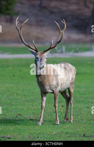 Kapitaler Rothirsch Cervus elaphus, Brandebourg, Deutschland mcpins *** cerf rouge majuscule Cervus elaphus, Brandebourg, Allemagne mcpins mcpins Banque D'Images