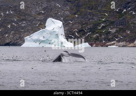 Un grand plan spectaculaire capturant le flanc d'une baleine à bosse alors qu'elle plonge dans l'eau, créant un éclaboussure au milieu d'un flot d'oiseaux de mer Banque D'Images
