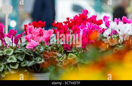 Fleurs de cyclamen vibrantes de différentes couleurs au marché en plein air. Banque D'Images