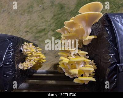 Champignons à huîtres qui poussent de sacs en plastique noirs avec du compost Banque D'Images