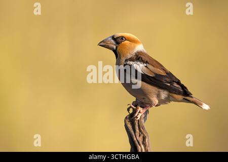 Mâle Hawkfinch buvant à un point d'arrosage dans une forêt de pins et de chênes à la première lumière un jour d'automne Banque D'Images