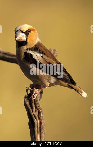 Mâle Hawkfinch buvant à un point d'arrosage dans une forêt de pins et de chênes à la première lumière un jour d'automne Banque D'Images
