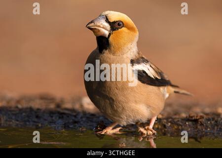 Mâle Hawkfinch buvant à un point d'arrosage dans une forêt de pins et de chênes à la première lumière un jour d'automne Banque D'Images
