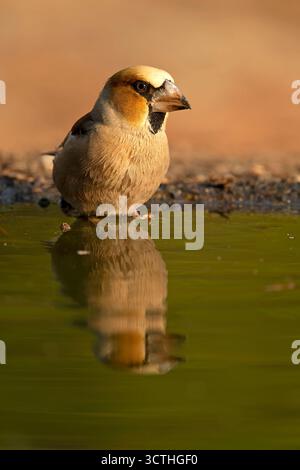 Mâle Hawkfinch buvant à un point d'arrosage dans une forêt de pins et de chênes à la première lumière un jour d'automne Banque D'Images