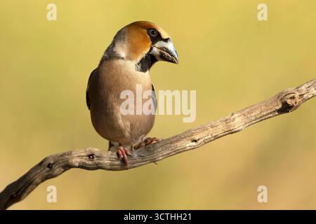 Mâle Hawkfinch buvant à un point d'arrosage dans une forêt de pins et de chênes à la première lumière un jour d'automne Banque D'Images