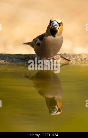 Mâle Hawkfinch buvant à un point d'arrosage dans une forêt de pins et de chênes à la première lumière un jour d'automne Banque D'Images
