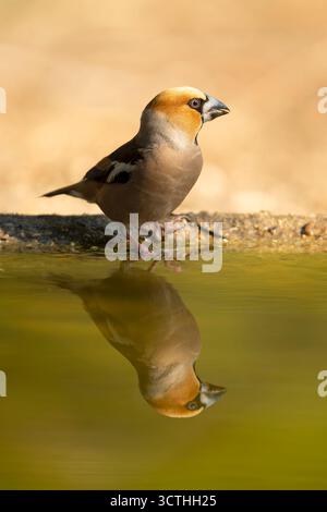 Mâle Hawkfinch buvant à un point d'arrosage dans une forêt de pins et de chênes à la première lumière un jour d'automne Banque D'Images