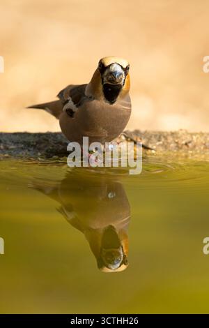 Mâle Hawkfinch buvant à un point d'arrosage dans une forêt de pins et de chênes à la première lumière un jour d'automne Banque D'Images