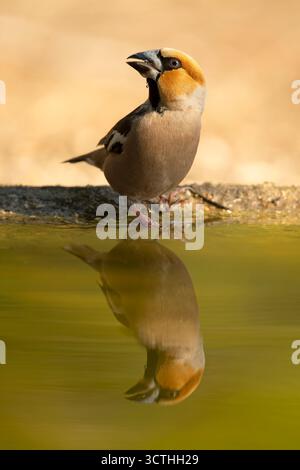 Mâle Hawkfinch buvant à un point d'arrosage dans une forêt de pins et de chênes à la première lumière un jour d'automne Banque D'Images