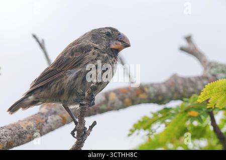 Grand Ground-finch (Geospiza magnirostris) d'Isabela, Galapagos. Banque D'Images