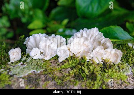 Le champignon comestible des neiges Tremella fuciformis de l'île Isabala, Galapagos. Identification douteuse. Banque D'Images