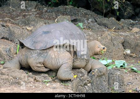 Lonesome George, le seul spécimen survivant de la tortue géante de l'espèce Chelonoidis nigra abingdoni qui a été trouvé sur l'île Pinta, Gala Banque D'Images