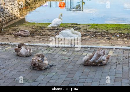 Quay Rd, Lymington, Royaume-Uni - 29 septembre 2025 : cygnes avec des cygnets sur la route à une cale d'accès dans la rivière Lymington. Banque D'Images