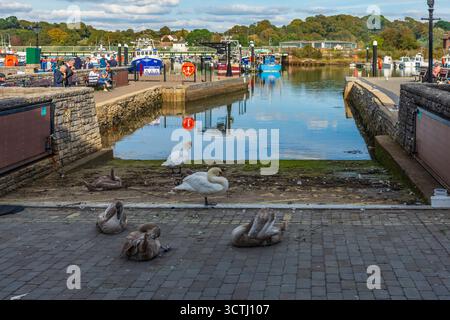 Quay Rd, Lymington, Royaume-Uni - 29 septembre 2025 : cygnes avec des cygnets sur la route à une cale d'accès dans la rivière Lymington. Banque D'Images