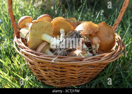Panier en osier rempli de champignons fraîchement cueillis placé sur l'herbe verte par temps ensoleillé. Concept de récolte forestière, d'aliments biologiques et de leisur extérieur Banque D'Images