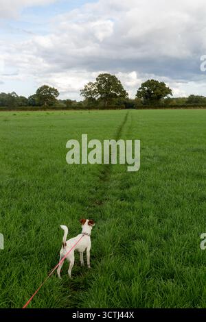 Marcher un Jack Russell Dog sur une laisse à travers les champs Banque D'Images