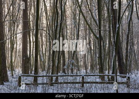 Groove pendant l'hiver dans le village de Rogow, province de Lodz en Pologne Banque D'Images