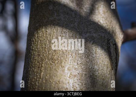 Ombre sur un tronc d'arbre Juglans regia communément appelé noyer commun Banque D'Images