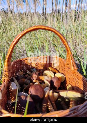 Cueillette de champignons comestibles en forêt. Saison des champignons en automne. Panier rempli de champignons près de Lubliniec, Pologne. Banque D'Images