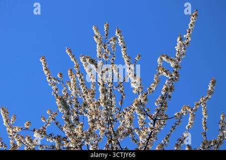 Prunus avium - fleurs de cerisiers sauvages en Pologne. Floraison printanière en Pologne. Banque D'Images