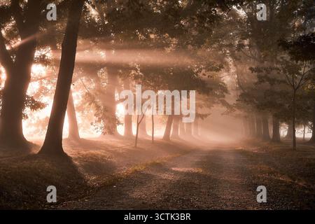 La lumière du matin traverse une forêt brumeuse, illuminant un chemin tranquille bordé d'arbres anciens. Un moment magique et serein dans l'étreinte de la nature. Banque D'Images