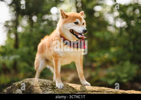 Beau chien shiba inu japonais sur une forêt Banque D'Images