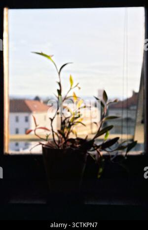 Une plante en pot se trouve sur un rebord de fenêtre, avec de vieux bâtiments vus doucement flous à travers la fenêtre. Film analogique. Banque D'Images